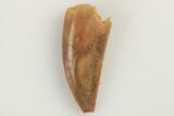 Serrated, Raptor Tooth - Real Dinosaur Tooth #193063-1